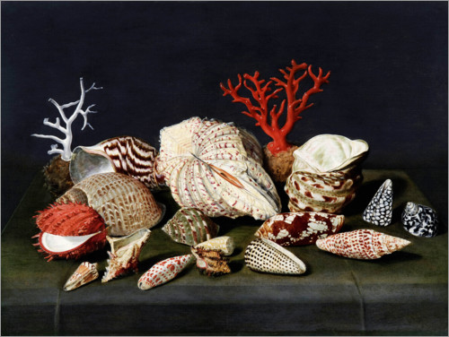 Plakat Stilleben med skaller og koraller