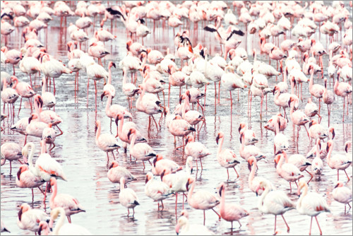 Plakat Flamingo flock