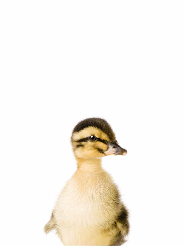 Plakat Baby duck