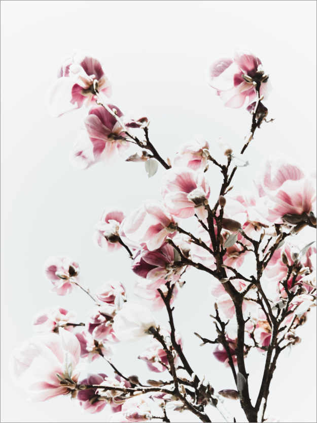 Plakat Pink Magnolia