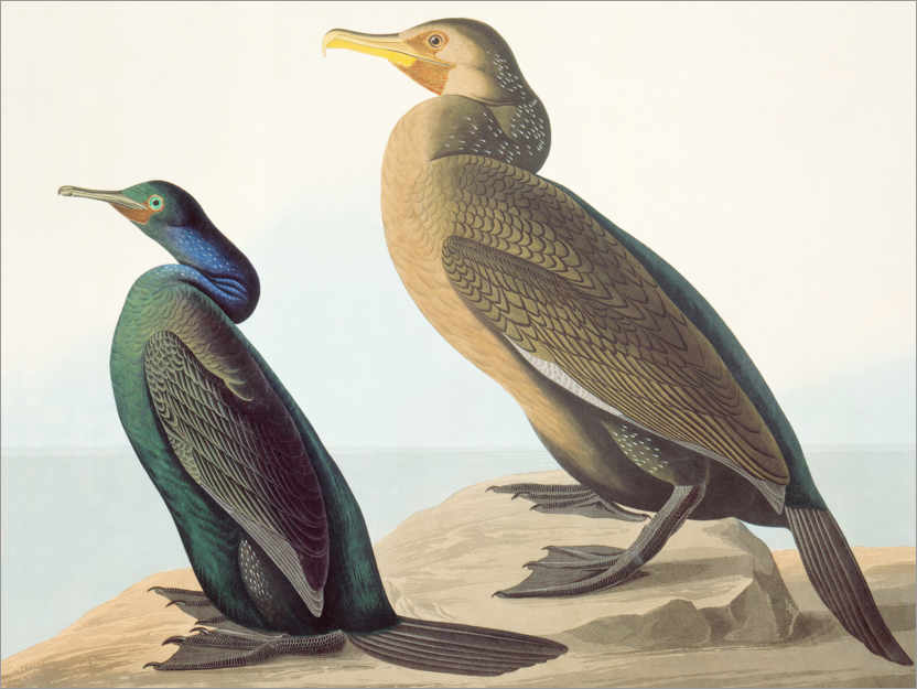 Plakat North Pacific Comoros and brush cormorant