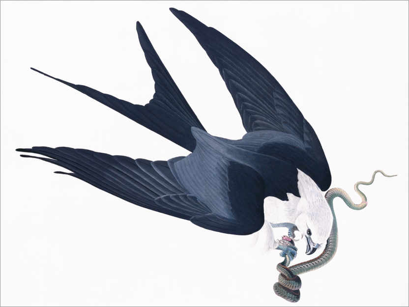 Plakat Swallow-tailed Hawk
