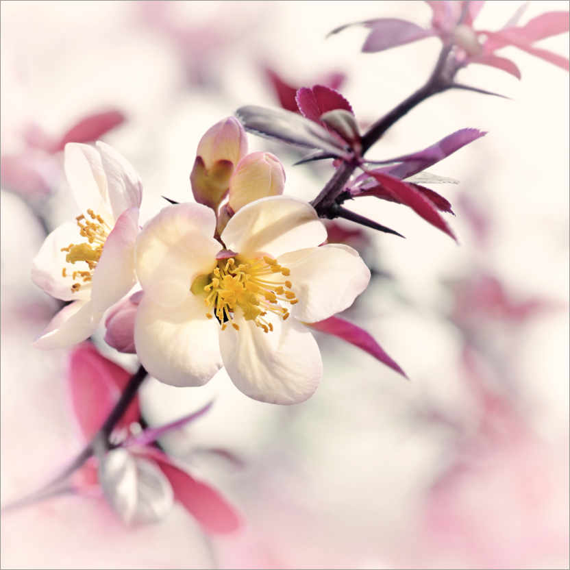Plakat Japanese ornamental quince, white