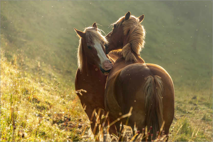 Plakat Horses friendship