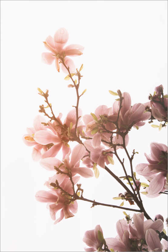 Plakat Magnolia flowers