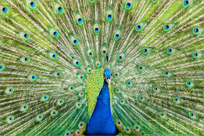 Plakat Colorful peacock