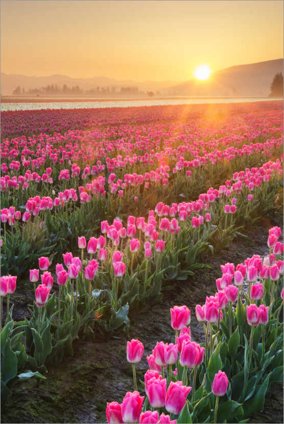 Plakat Sunrise over the tulip fields