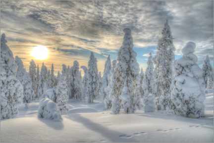 Plakat  Winter forest - Bjoern Alicke