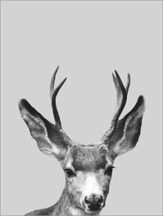 Plakat Gray deer