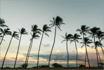 Plakat Palm trees on Kauai, Hawaii
