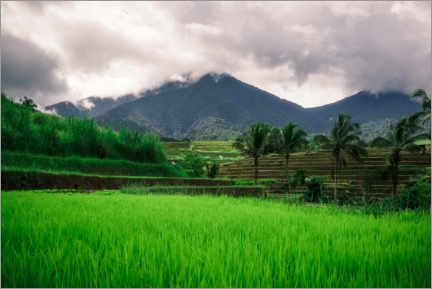 Akrylbillede  Rice fields in Bali - Road To Aloha
