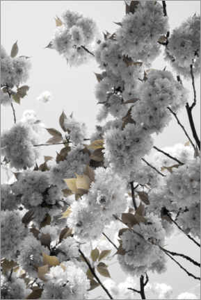 Plakat White spring blossoms