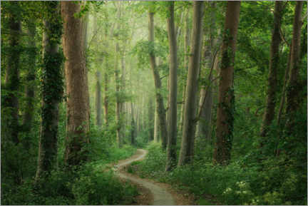 Plakat Spring forest path
