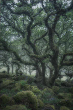 Print på skumplade  Ancient oaks - André Wandrei