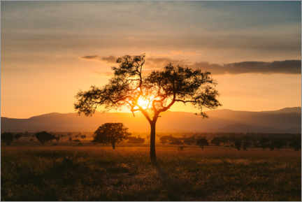 Print på træ  Sunset in the savannah of the Kidepo Valley, Uganda - Marcel Gross