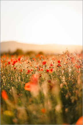 Plakat Field of poppies in the sunrise