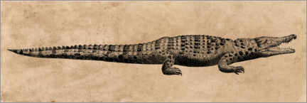 Plakat The crocodile