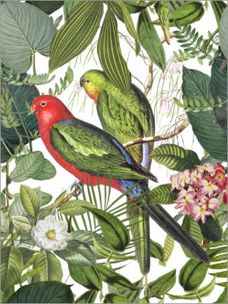 Galleritryk  Birds in the tropical paradise - Andrea Haase