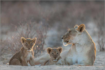 Print på aluminium  Lioness with two cubs - Matthias Graben