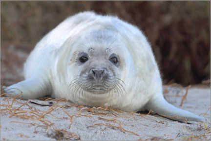 Plakat  Gray seal - Friedhelm Adam