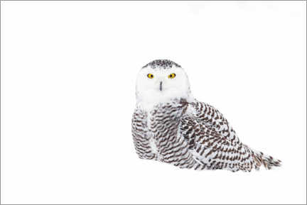 Plakat Snowy Owl in the winter snow