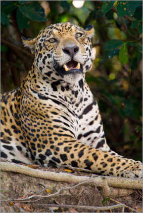 Akrylbillede  Jaguars growling