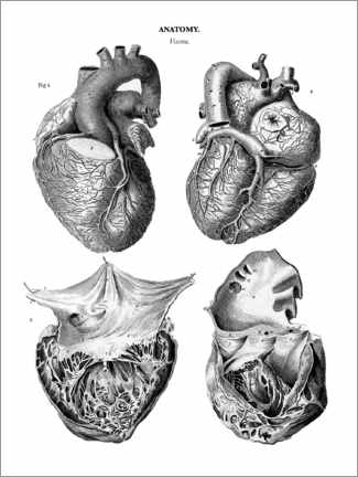 Lærredsbillede  Anatomi af det menneskelige hjerte - Thomas Milton