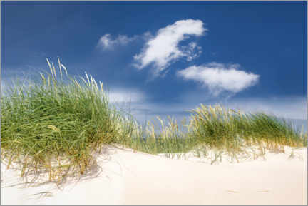 Plakat Sunny dune landscape on the beach on the Baltic Sea