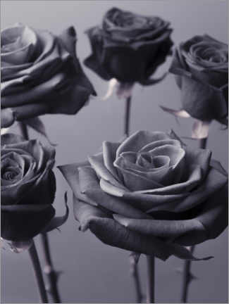 Plakat Roses