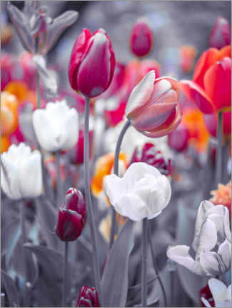 Plakat Coloured tulips on grey