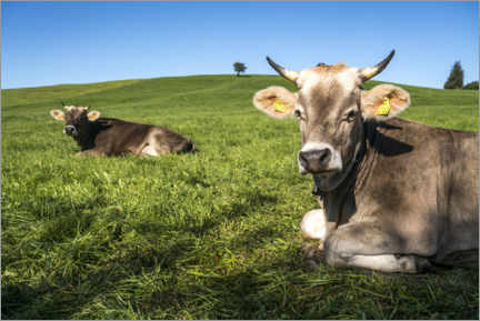 Plakat Cows in the Allgäu