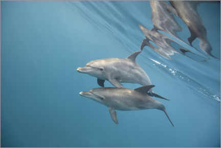 Plakat  Couple of dolphins underwater - nitrogenic