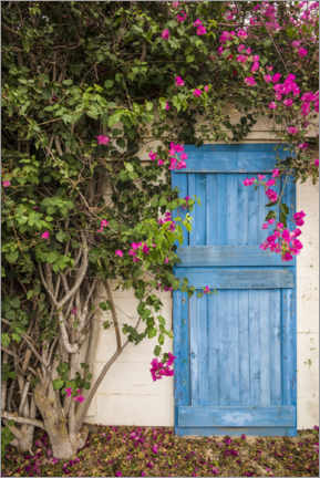 Plakat  Blue door with bougainvillea - Walter Bibikow