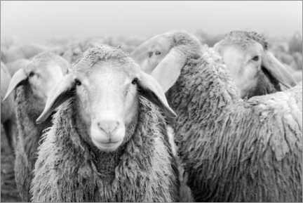 Lærredsbillede  Flock of sheep - Michael Valjak