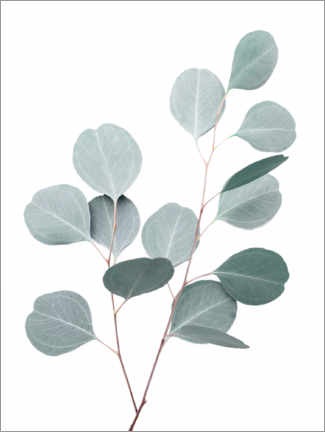 Plakat Blue Eucalyptus