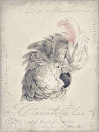 Plakat White Vintage Cockatoo