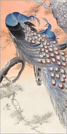 Print på træ  Peacocks - Ohara Koson