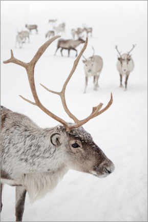 Akrylbillede  Reindeer with antlers in Norway I - Henrike Schenk