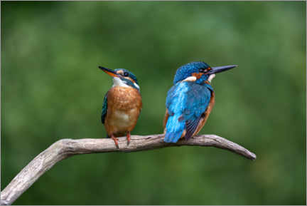 Plakat  Kingfisher couple - Thomas Herzog