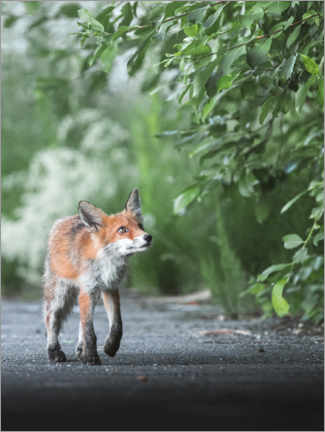 Plakat  Curious fox - articstudios