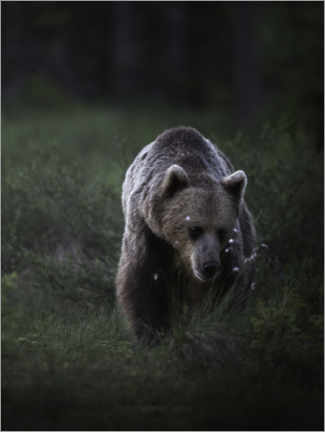 Akrylbillede  Bear in the evening light - articstudios