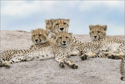 Plakat  Cheetah with her cubs - Adam Jones