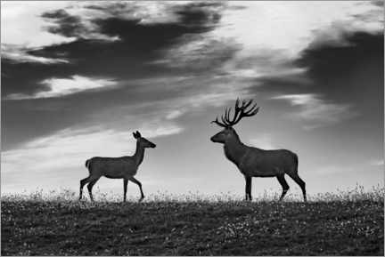 Print på skumplade  Deer and roe deer in a meadow - Jure Kravanja