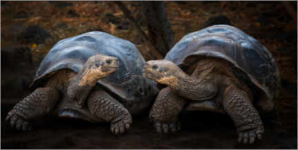 Akrylbillede  Portrait of two turtles - Siyu and Wei