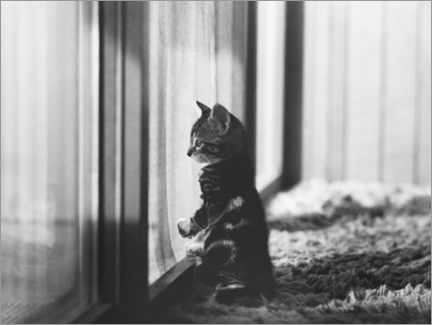 Lærredsbillede  Kitten by the window - Joan Baron