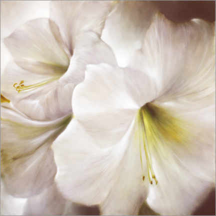 Plakat White amaryllis in the back light