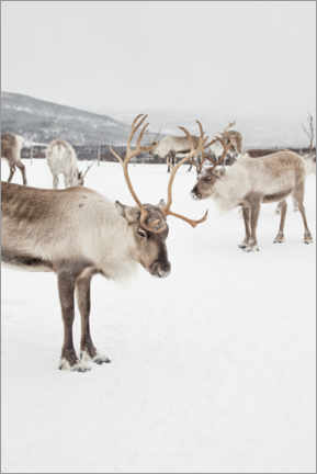 Lærredsbillede  Reindeers in the snow - Henrike Schenk