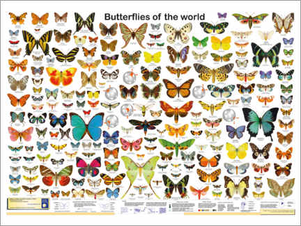 Plakat  Sommerfugle i verden (engelsk) - Planet Poster Editions