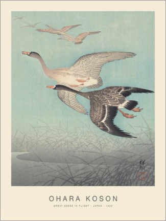 Plakat Great geese in flight