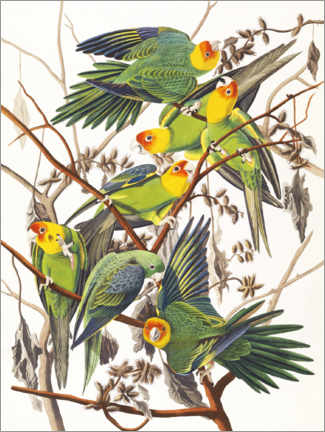 Print på skumplade  Parakitter - John James Audubon